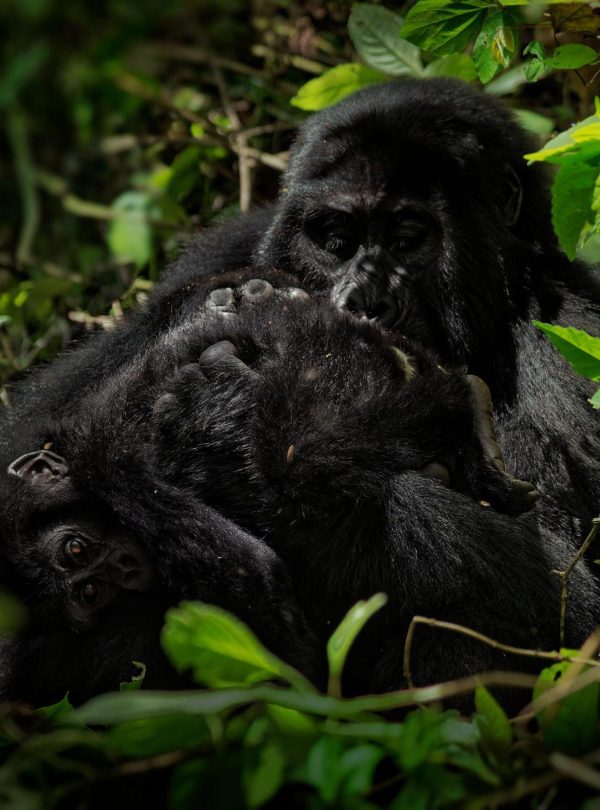 Days Classic Game & Bwindi Gorillas Safari