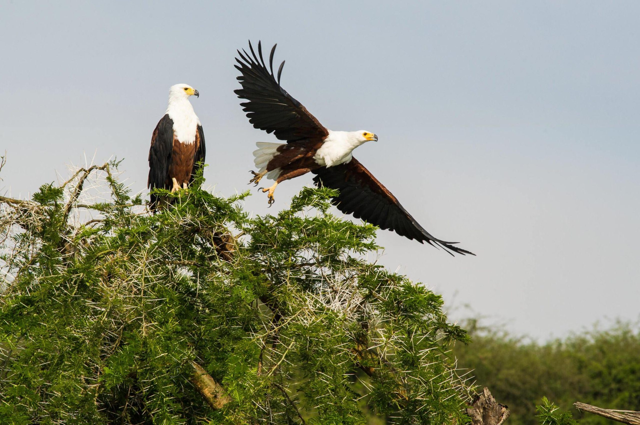 Days Queen Elizabeth National Park 4 scaled