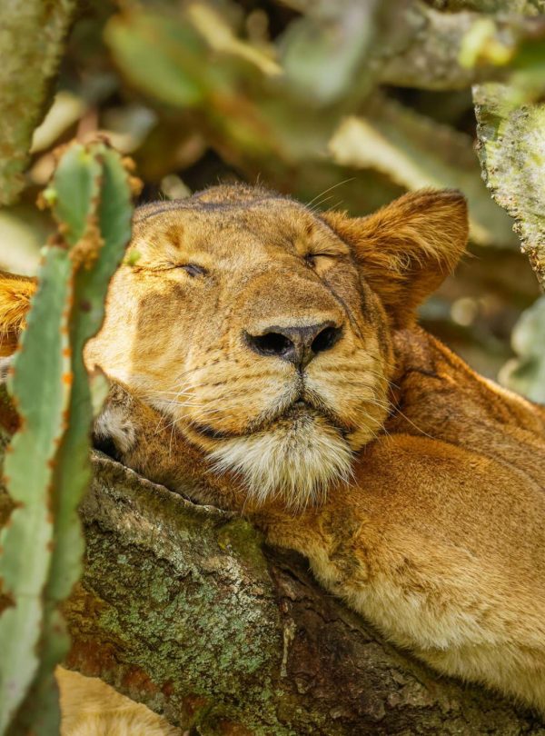 Days Uganda Primates & Game Safari